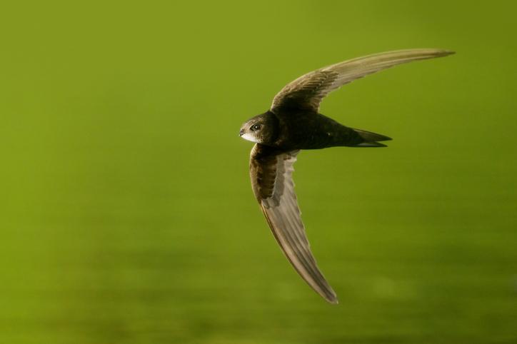 Guide Wildcare pour les nichoirs à oiseaux - Martinets noirs (Apus apus)