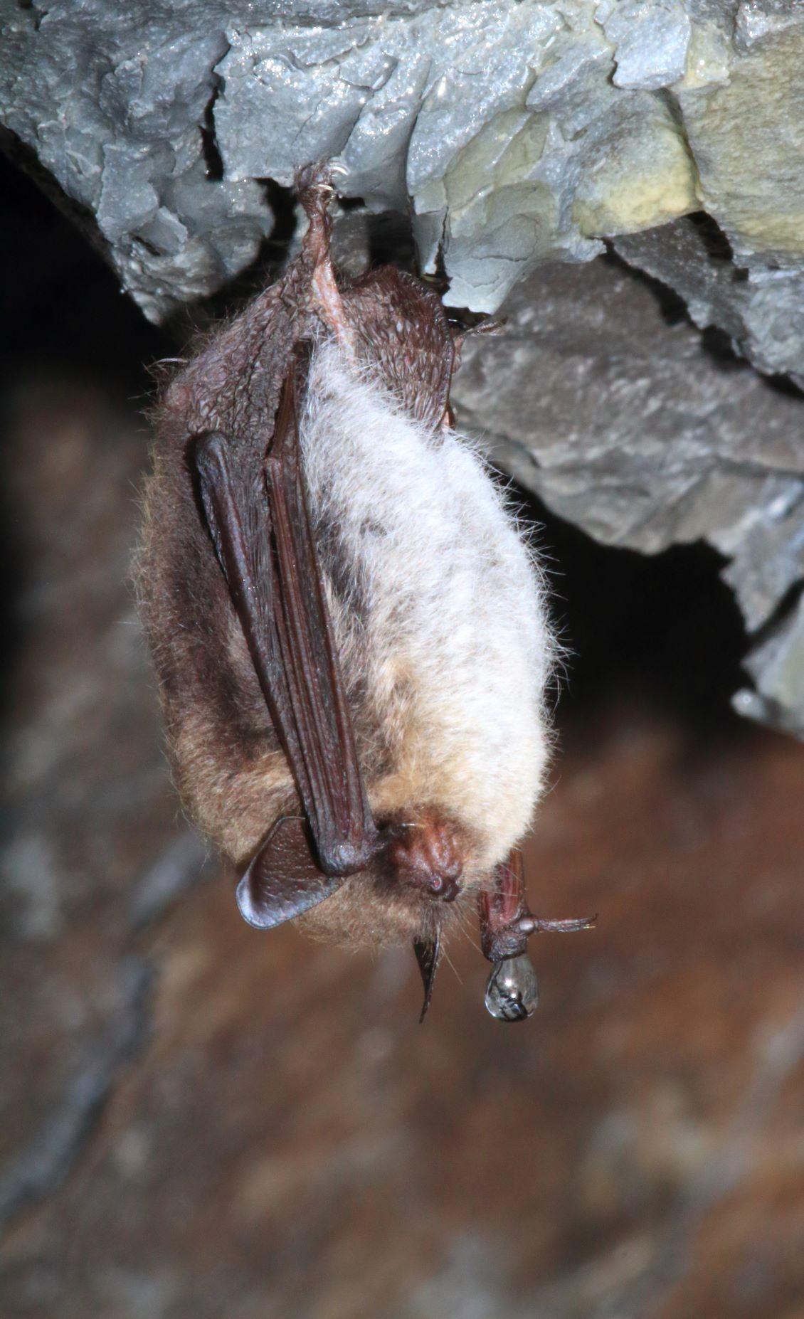 CHAUVES-SOURIS, LE PROFOND SOMMEIL DURANT L'HIVER...